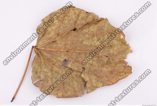 Photo Textures of Leaves